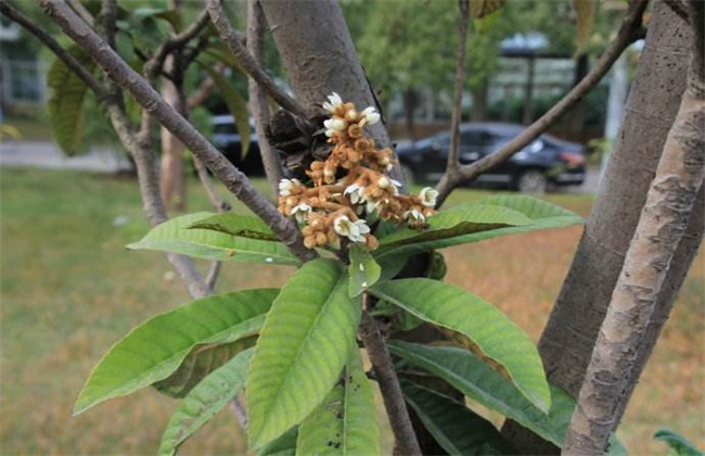 荔枝旺长不开花解决办法