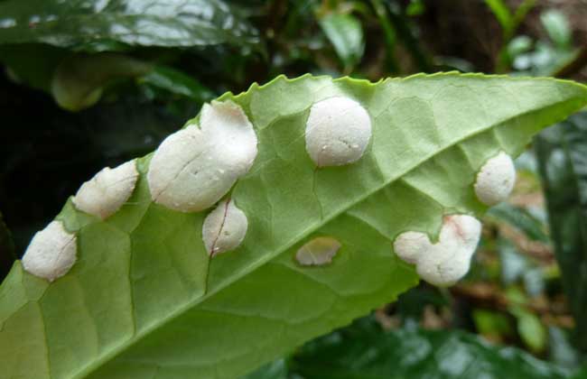 茶饼病的防治技术