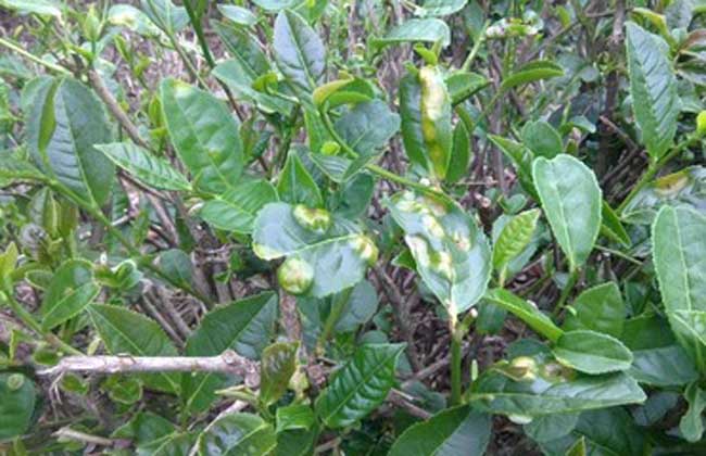 茶饼病的防治技术