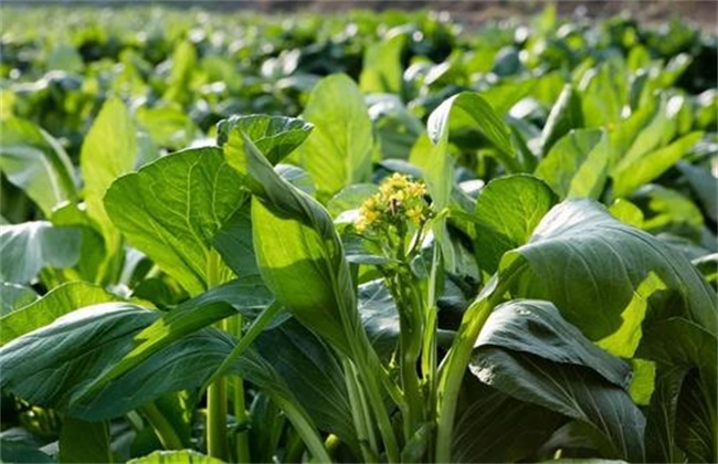 菜心种植注意些什么