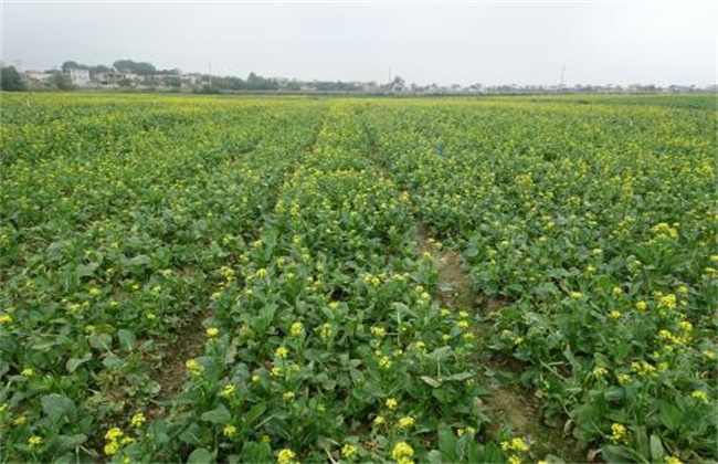 菜心种植注意些什么