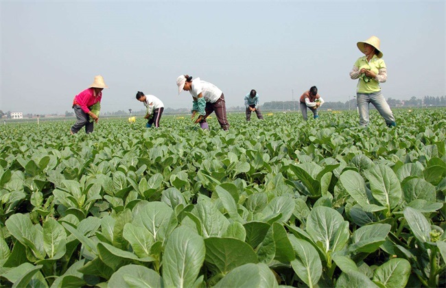 无公害蔬菜栽培技术