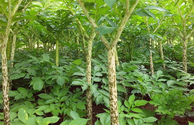 魔芋种植条件