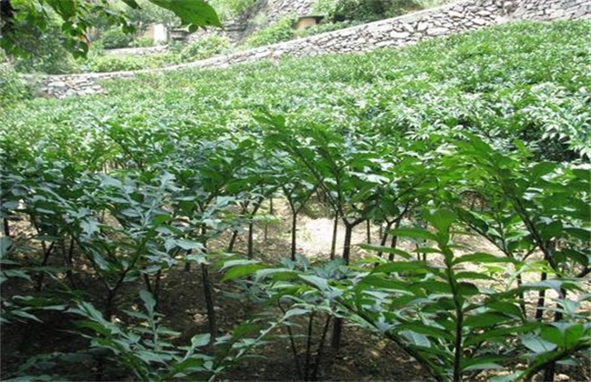 魔芋种植条件