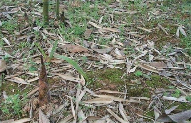 竹笋的种植要注意方法技巧