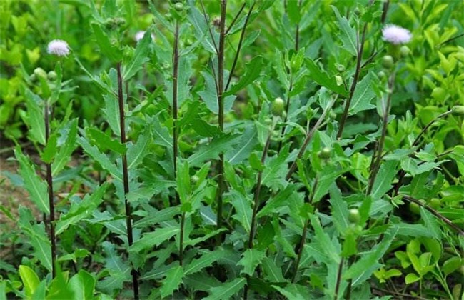 刺儿菜的种植注意些什么