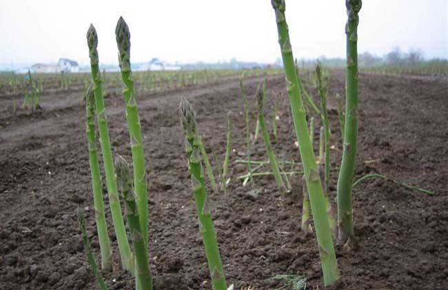 芦笋春季种植技巧