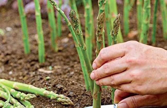 芦笋春季种植技巧