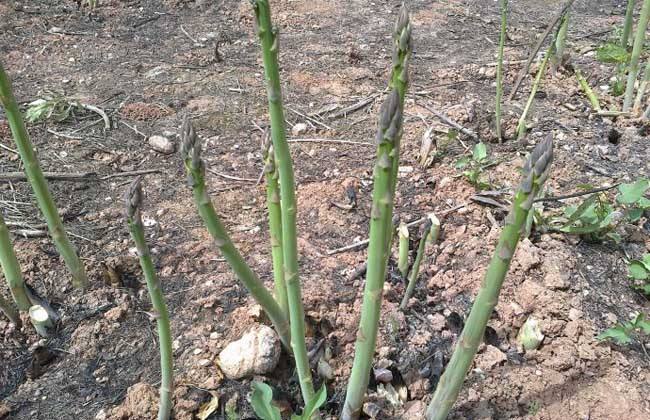 芦笋春季种植技巧