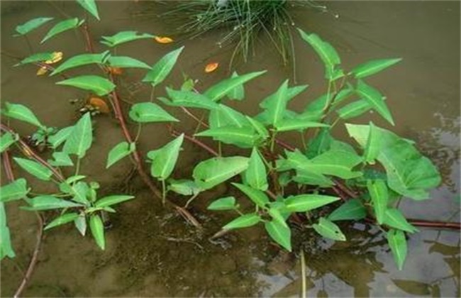 空心菜怎么繁殖