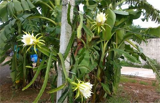 霸王花怎么种植