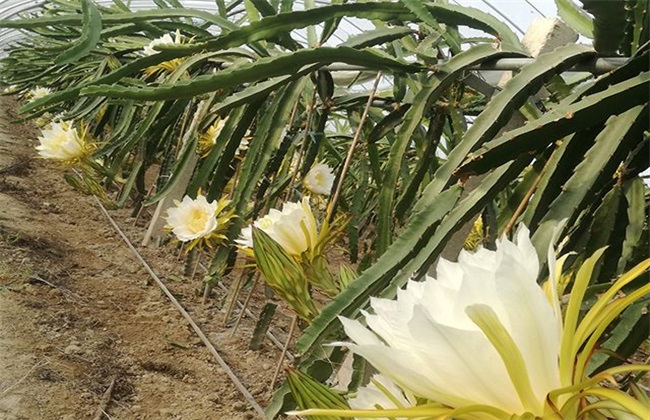 霸王花怎么种植