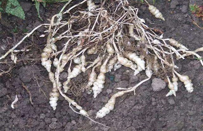 螺丝菜的种植办法