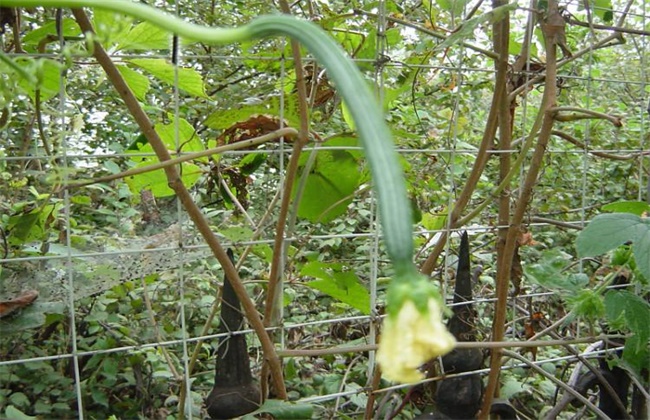 八棱瓜的种植办法