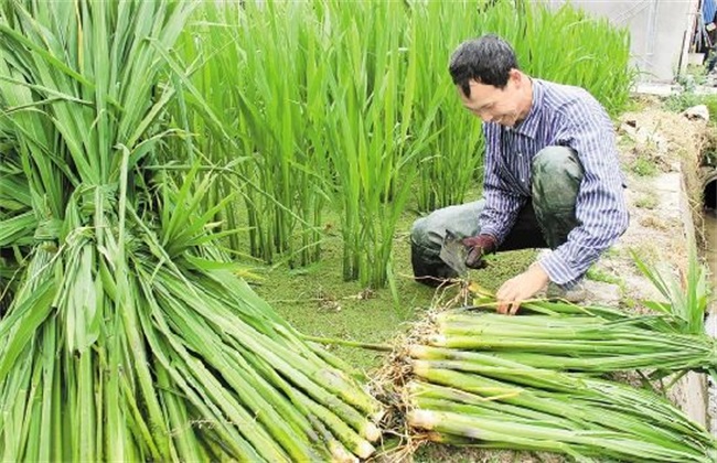 茭白的田间管理