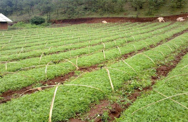 怎么种植玛卡