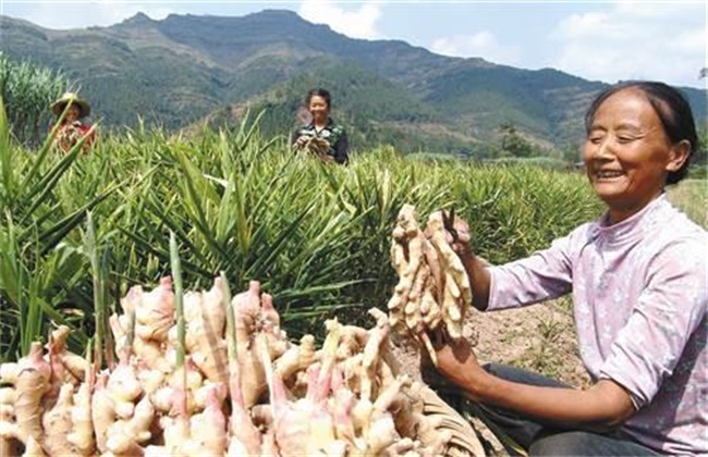 生姜种植怎么提高产量