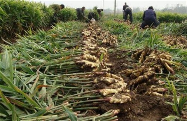 生姜种植怎么提高产量