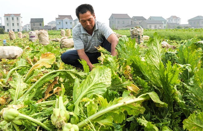 榨菜怎么种植才会高产