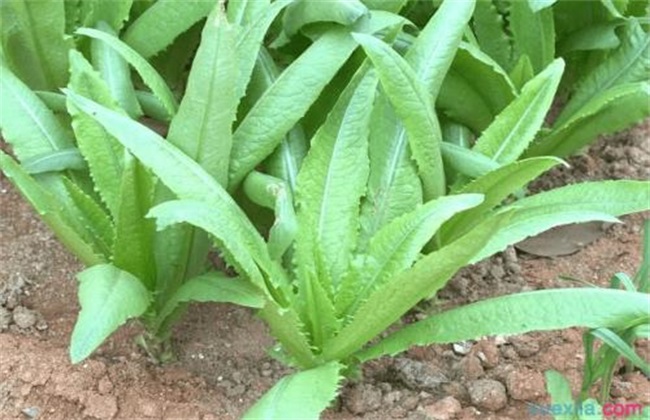 苦菜的种植办法