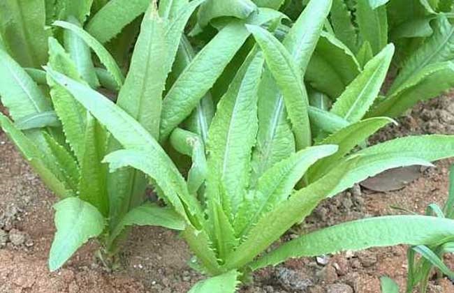 油麦菜的种植时间与办法