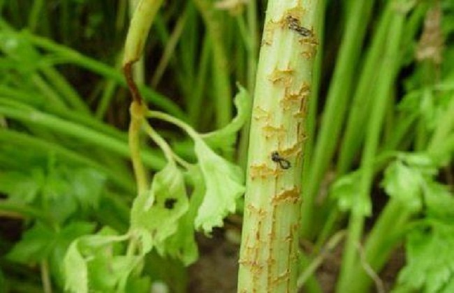 冬季大棚芹菜病害防治