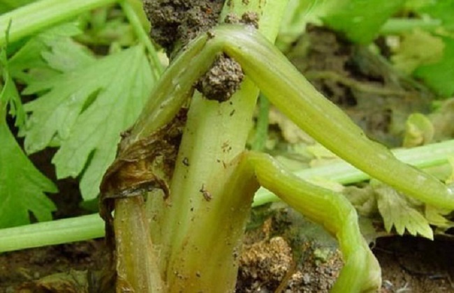 冬季大棚芹菜病害防治