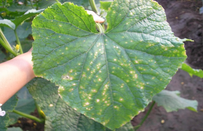 夏天黄瓜细菌性角斑病的防治办法