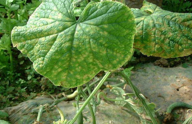 夏天黄瓜细菌性角斑病的防治办法