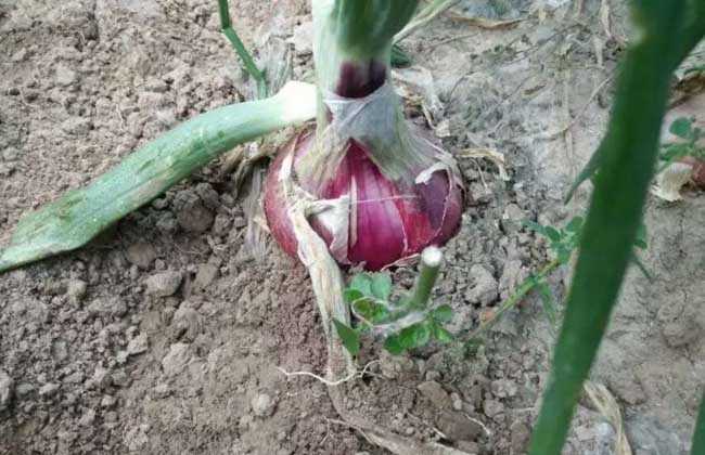 洋葱种子价钱及种植办法