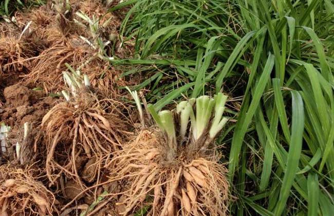 黄花菜种苗价钱及种植办法