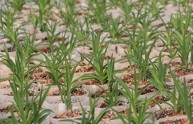 黄花菜种苗价钱及种植办法