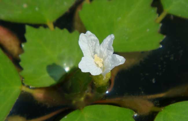 菱角种子价钱及种植办法