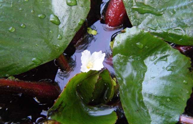 菱角种子价钱及种植办法