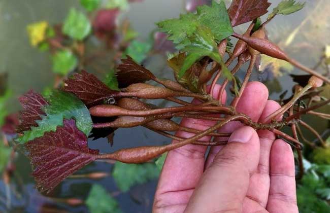 菱角高产种植技术