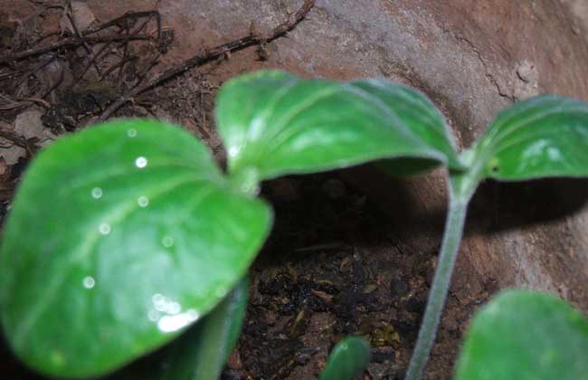 丝瓜种子价钱及种植办法