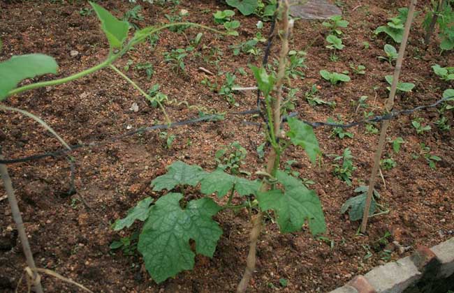 丝瓜种子价钱及种植办法