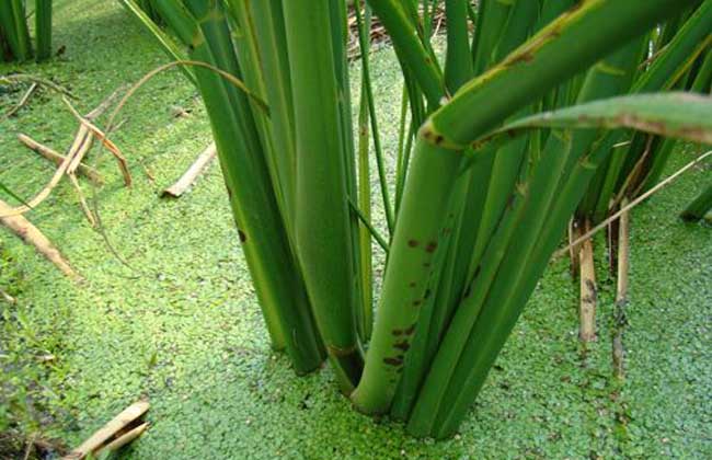 茭白种子价钱及种植办法