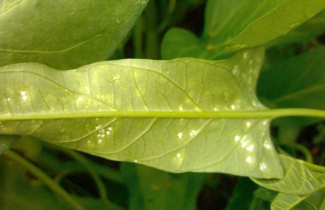 空心菜白锈病的防治办法