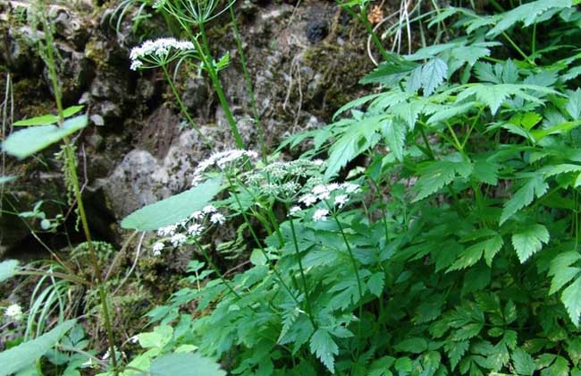 野芹菜是芹菜吗？