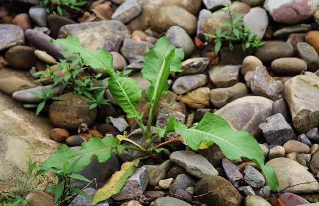 野菠菜是啥植物？