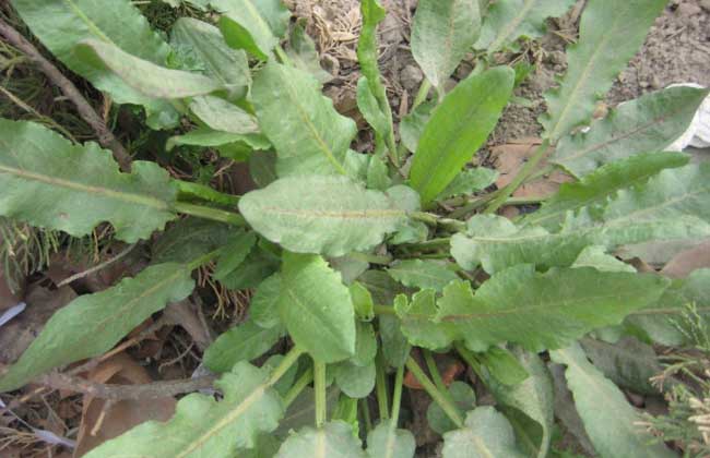 野菠菜是啥植物