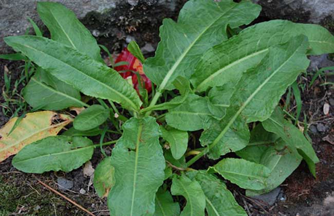 野菠菜是啥植物？