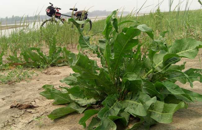 野菠菜是啥植物？