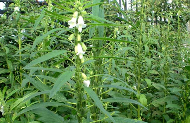 芝麻种植时间