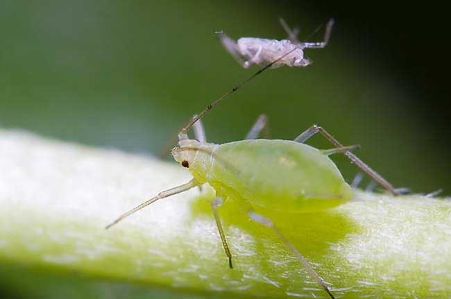 青菜的关键虫害有蚜虫,小菜蛾,菜青虫,菜螟和黄曲条跳甲,有效果防治