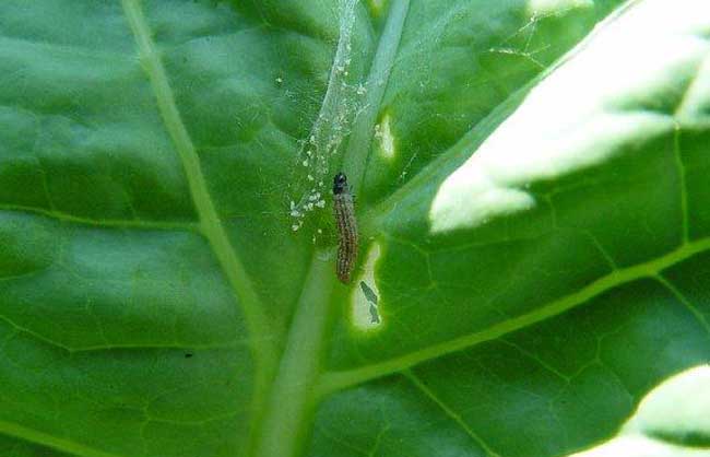 青菜关键虫害的防治办法