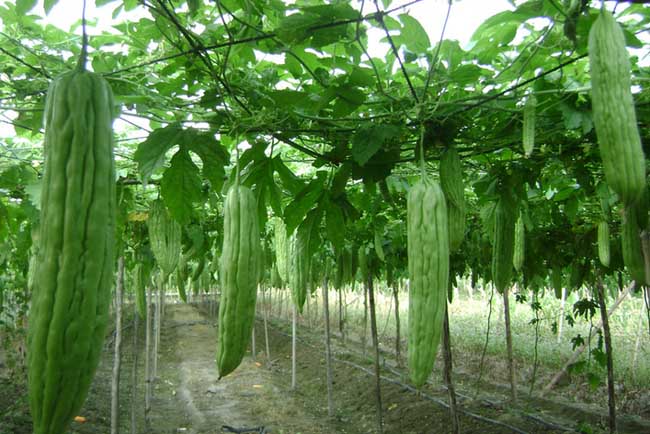 苦瓜种植时间大多数是3月份,有的先在温室或大棚育苗,在移植,可提前在