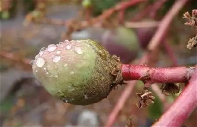 芒果畸形果解决办法