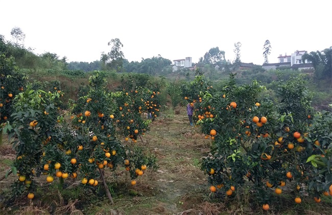 丑橘的种植办法